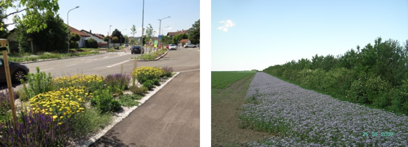 M. Liehl-Rainer, Natur im Garten; NÖABB Beispiele für die Integration von Blühpflanzen