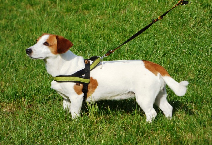 Chippflicht für Hunde und Zuchtkatzen