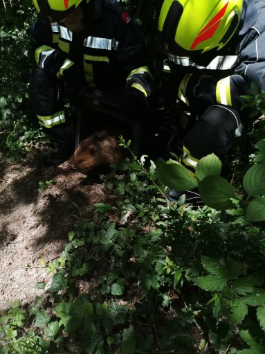 Feuerwehrleute retten einen Biber