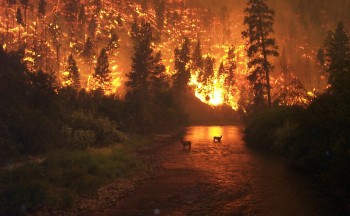 Verhalten bei - Waldbrand