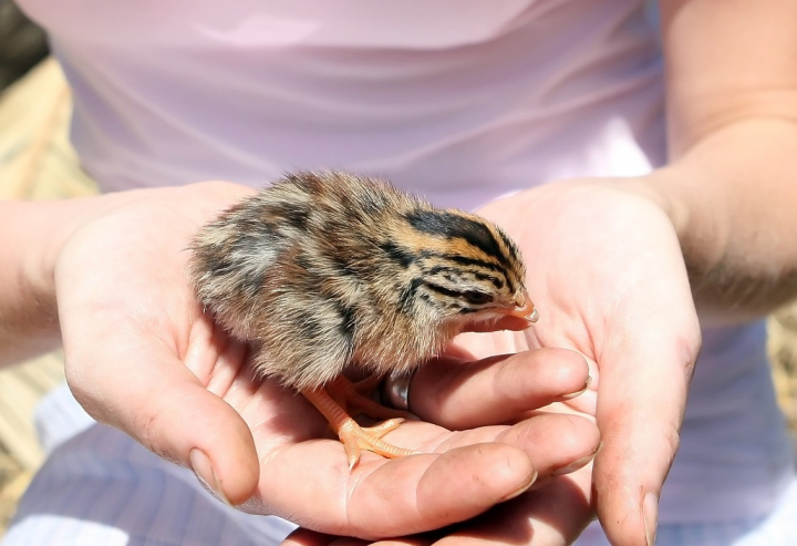 NÖ Tiergesundheitsdienst