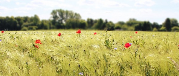 Feld mit Weizen