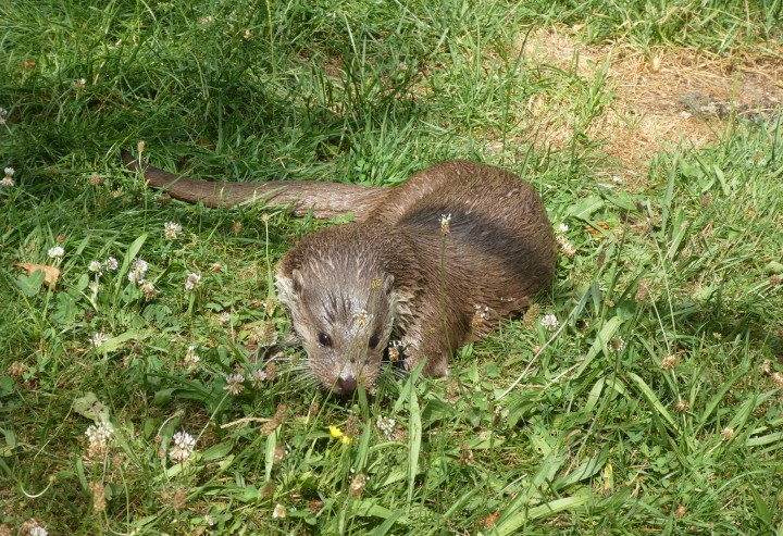 Förderung für Fischotter Präventionsmaßnahmen