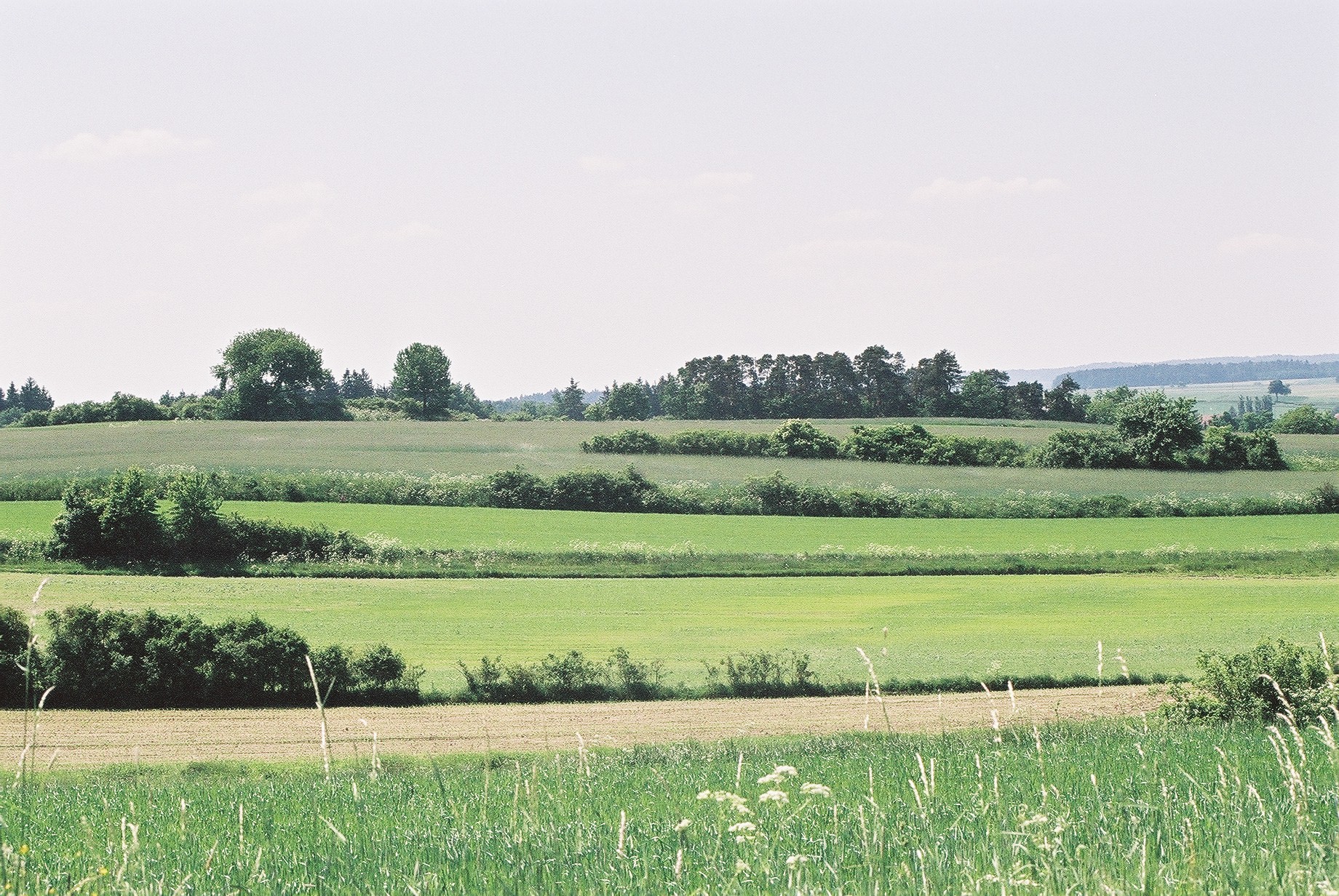 Heckenlandschaft