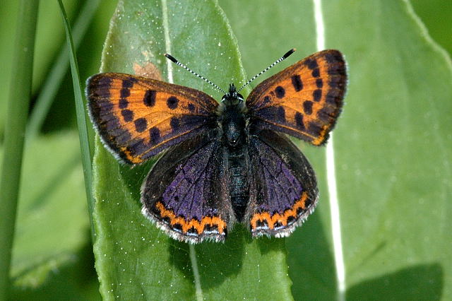 Blauschillernder Feuerfalter (Lycaena helle)